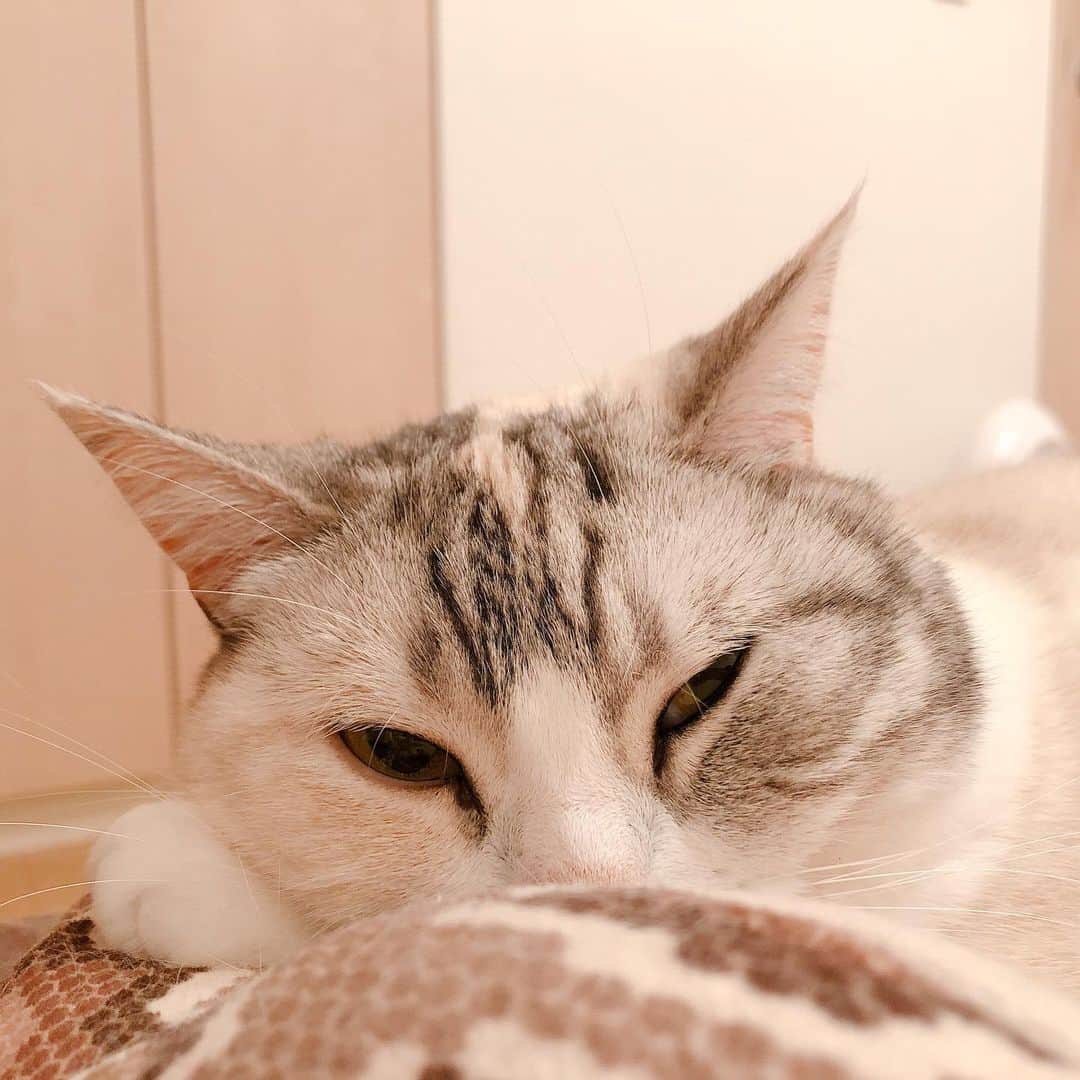 Natsukiのインスタグラム：「寝てるかごはんねだってるか、どっちかなな気がする。  #cat  #scottishfold  #猫のいる暮らし」