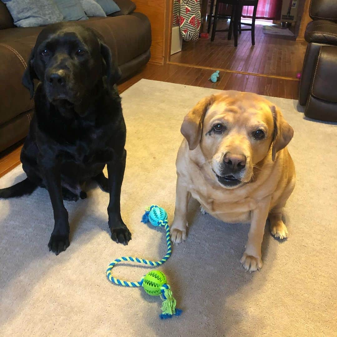 Jake And Gingerさんのインスタグラム写真 - (Jake And GingerInstagram)「A BIG THANK YOU for the FUN toy! We LOVE it! #dogsofinstagram #viewmdogtoy #labradorretriever #foryou #lovedogs #lab #labradoodle #dogtoysofinstagram」2月2日 0時46分 - jake_n_ginger