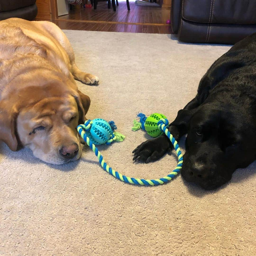 Jake And Gingerさんのインスタグラム写真 - (Jake And GingerInstagram)「A BIG THANK YOU for the FUN toy! We LOVE it! #dogsofinstagram #viewmdogtoy #labradorretriever #foryou #lovedogs #lab #labradoodle #dogtoysofinstagram」2月2日 0時46分 - jake_n_ginger