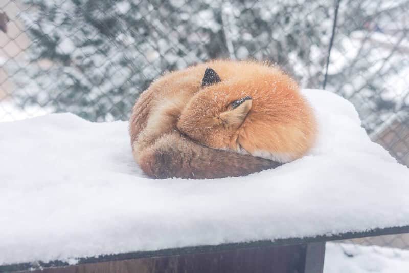 江守沙矢さんのインスタグラム写真 - (江守沙矢Instagram)「11月に行ったのに、 大雪にもあいました。 ホワイトアウトしちゃうくらい真っ白でした。 雪の旭山動物園は見てると常に身体に雪が積もってきて 髪の毛凍るし寒かったけど、動物たち元気でとっても楽しかったです。 おすすめ。 ちなみに大雪すぎてジップロック入れながら写真は撮りました 笑 . . . . . . . . . .  #旭山動物園 #雪の旭山動物園 #冬の旭山動物園 #冬の北海道 #カメラ部 #カメラがある生活  #女子旅 #旭川 #北海道 #雪の北海道 #雪のポートレート #雪ポートレート #snowphotography  #カメラ女子 #江守沙矢 #ポートレート  #japanesegirl #冬の北海道 #北海道旅行 #traveljapan #japantravel  #travelphotography  #カメラ女子 #北海道女子旅 #旭川観光 #カメラがある生活 #ポートレートしま専科 #旅行好き #japanesegirl #日本の隠れた絶景 #カメラのある生活 #カメラ好きな人と繋がりたい #写真好きな人と繋がりたい」2月2日 0時47分 - saya_emori