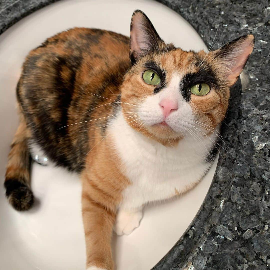 リリーさんのインスタグラム写真 - (リリーInstagram)「Caturday in the sink 😸 what are you doing today? . . . . .  #lilly_crazyeyes #instacat #crazyeyes #eyebrows #catsofinstagram #calico #calicocat  #meowstagram #catoftheday #topcatoftheday #cutestcatsofinsta #caturday」2月2日 1時03分 - lilly_crazyeyes