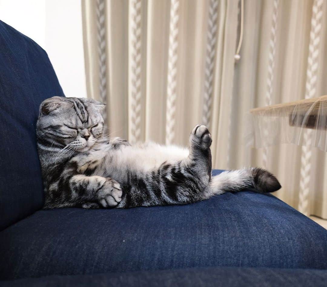 Shishi-maruのインスタグラム：「‪🐱‬Sweet Dreams 🐱おやすみなさい ーーーーーーーーーーーーー 🌺「渋ネコ ししまるさん」ねこのきもちWEB MAGAZINE にて毎週金曜日エッセイの連載中 ーーーーーーーーーーー 📕「ぷっちねこ。」「3匹のちいさな猫を召喚できたなら」「ちいさな猫を召喚できたなら」徳間書店より単行本発売中 ーーーーーーーーーーー ⭐︎ねこ漫画→@tacos_cat 🌺Twitter →@taco_emonemon ーーーーーーーーーーー」