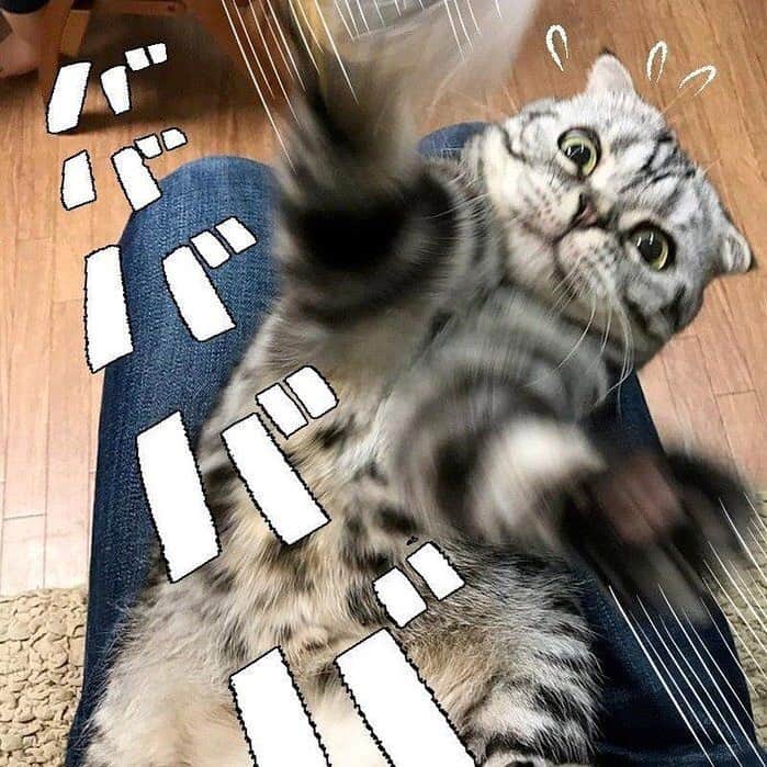 Shishi-maruのインスタグラム：「‪🐱ねこのきもちWEBMAGAZINE にて、猫エッセイが更新されました🐈イラストや漫画も掲載中です。是非ご一読ください🙇‍♂️‬ 【渋ネコししまるさん】#32 ｜ねこのきもちWEB MAGAZINE https://cat.benesse.ne.jp/lovecat/content/?id=65280 🐱My essay about Shishi-maru is serialized in a weekly magazine:) ーーーーーーーーーーーーー 🌺「渋ネコ ししまるさん」ねこのきもちWEB MAGAZINE にて毎週金曜日エッセイの連載中 ーーーーーーーーーーー 📕「ぷっちねこ。」「3匹のちいさな猫を召喚できたなら」「ちいさな猫を召喚できたなら」徳間書店より単行本発売中 ーーーーーーーーーーー ⭐︎ねこ漫画→@tacos_cat 🌺Twitter →@taco_emonemon ーーーーーーーーーーー」