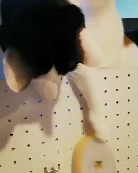 猫壱（ねこいち•ネコイチ）のインスタグラム