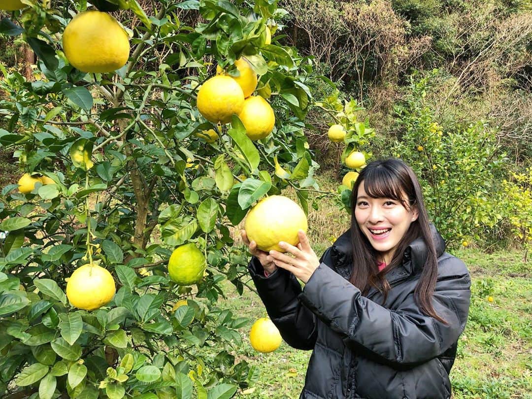 大田理裟のインスタグラム：「そういえば...﻿ 1/27で、27歳になりました🎂💗﻿ 歳を重ねていくにつれて、﻿ 活動の幅が広がっておりとても幸せです。﻿ 27歳も新しい事にたくさんチャレンジします！﻿ 一度きりの人生楽しむぞ〜(o^^o)！✨﻿ ﻿ 写真は少し前に﻿ 大きいレモン狩りした時の🍋🍋﻿ たのしかったな〜🤩☺️💕﻿ ﻿ #レモン狩り #🍋」