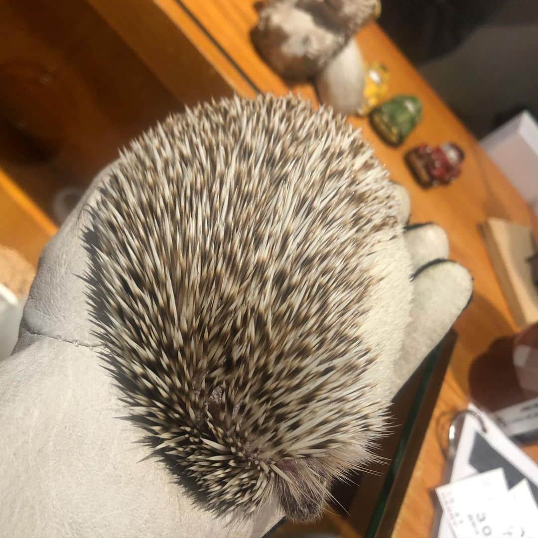 今村仁美さんのインスタグラム写真 - (今村仁美Instagram)「🦔🦔🦔かわいいいぃ❤️🤤 #ハリネズミカフェ #20代最後の思い出」2月1日 17時16分 - imamura_hi