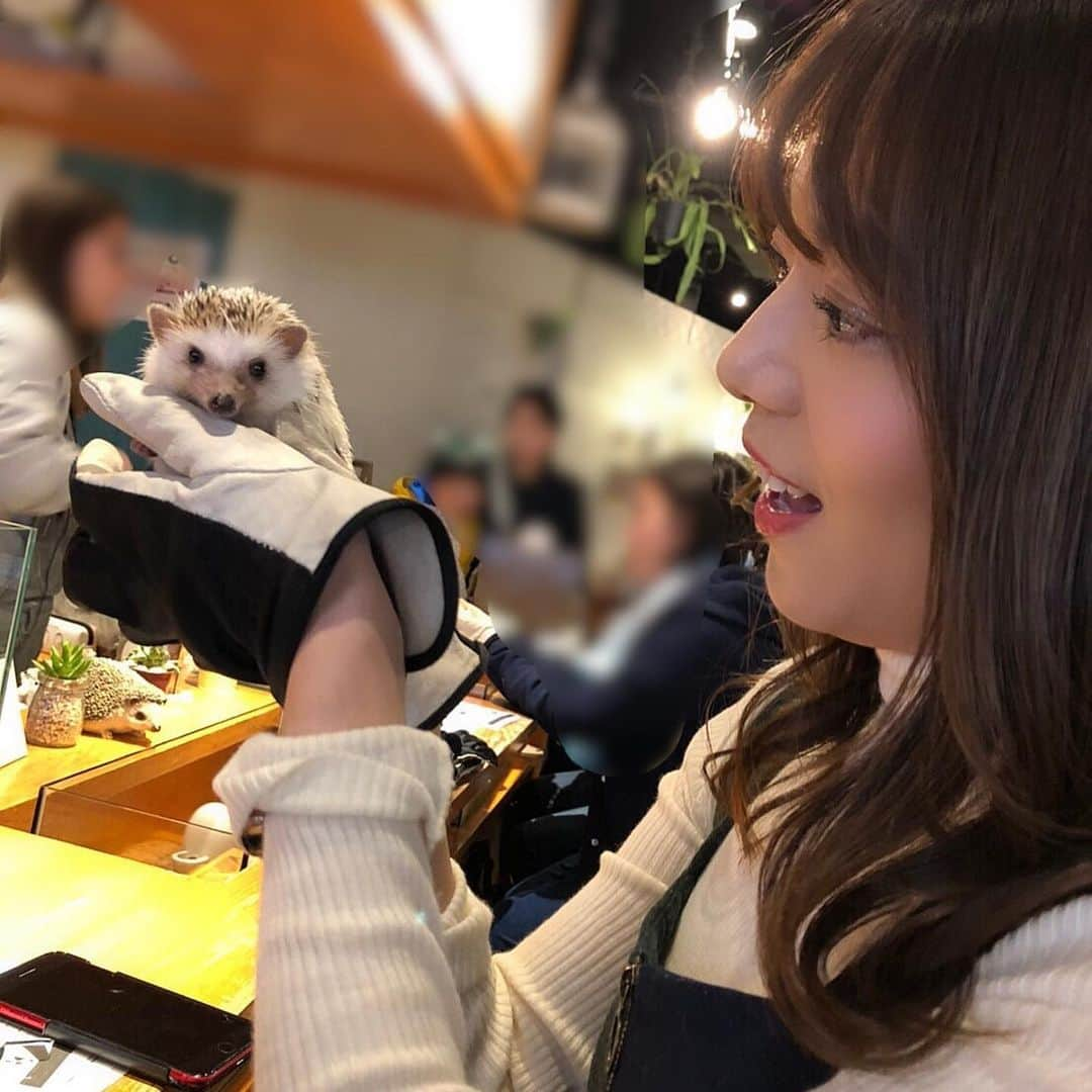 今村仁美さんのインスタグラム写真 - (今村仁美Instagram)「🦔🦔🦔かわいいいぃ❤️🤤 #ハリネズミカフェ #20代最後の思い出」2月1日 17時16分 - imamura_hi