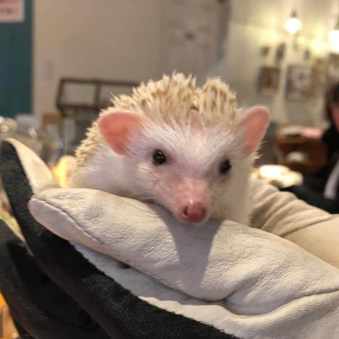 今村仁美さんのインスタグラム写真 - (今村仁美Instagram)「🦔🦔🦔かわいいいぃ❤️🤤 #ハリネズミカフェ #20代最後の思い出」2月1日 17時16分 - imamura_hi