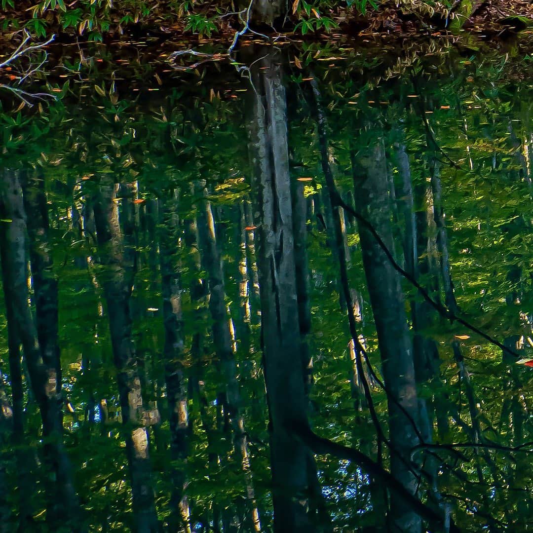 tomohiro koshikaのグルメインスタ