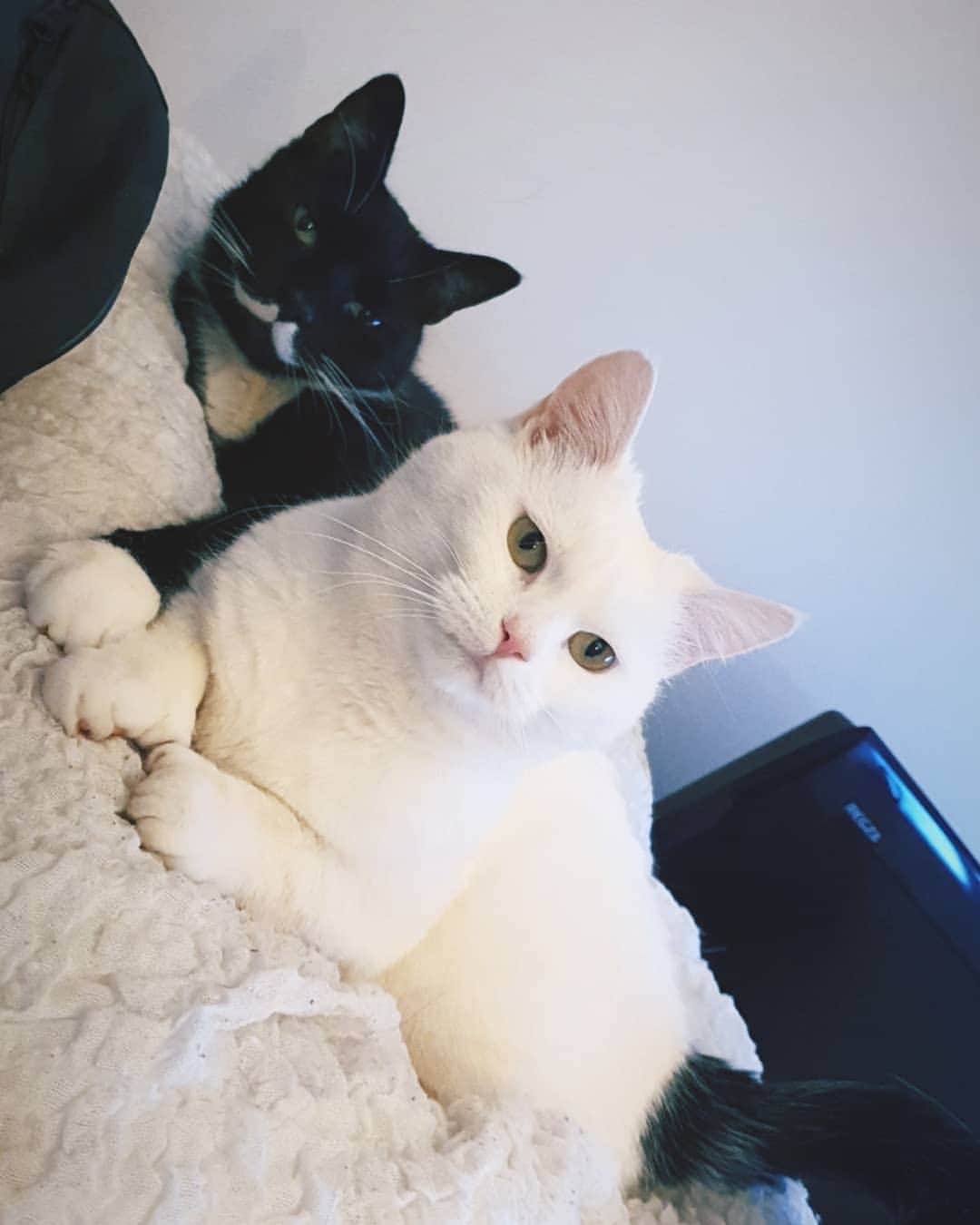 のインスタグラム：「Happy Caturday! The hooman has gotten a new job, so we are preparing to move away from the city of Oslo and go to the countryside in only a few weeks 😻 Can't wait to have more space for all three of us soon, and not live with other people any longer! 🧡💛」