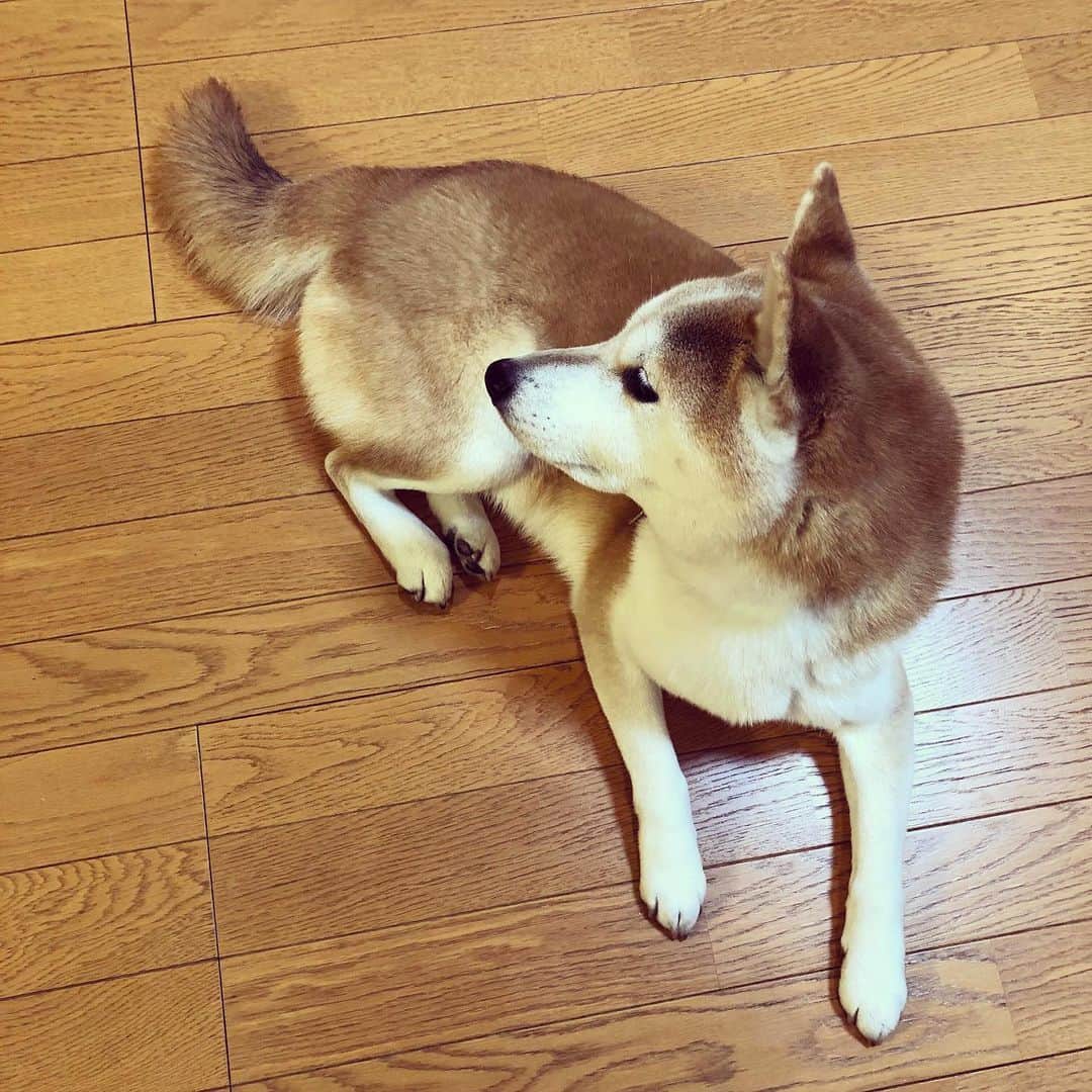 千秋さんのインスタグラム写真 - (千秋Instagram)「何で最近寂しそうな顔するの  #柴犬 #shibainu #🐕」2月1日 18時44分 - chiaki77777
