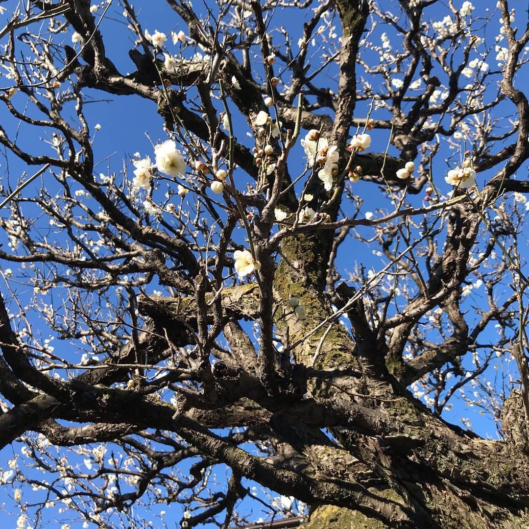 神野美伽さんのインスタグラム写真 - (神野美伽Instagram)「会社の前の梅の木にしっかりと花が咲き始めていました。 世の中の騒ぎが嘘のように、穏やかな春をかんじます。  #節分　#立春　#白梅　#紅梅」2月1日 18時52分 - mika_shinno_japan