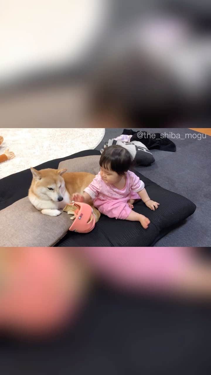 Moguのインスタグラム：「自分の転倒防止ヘルメットをもぐにかぶらせようとする子分なの。 #自分は全然かぶらない #もぐに勝てないと悟り捨て台詞をはき立ち去る」