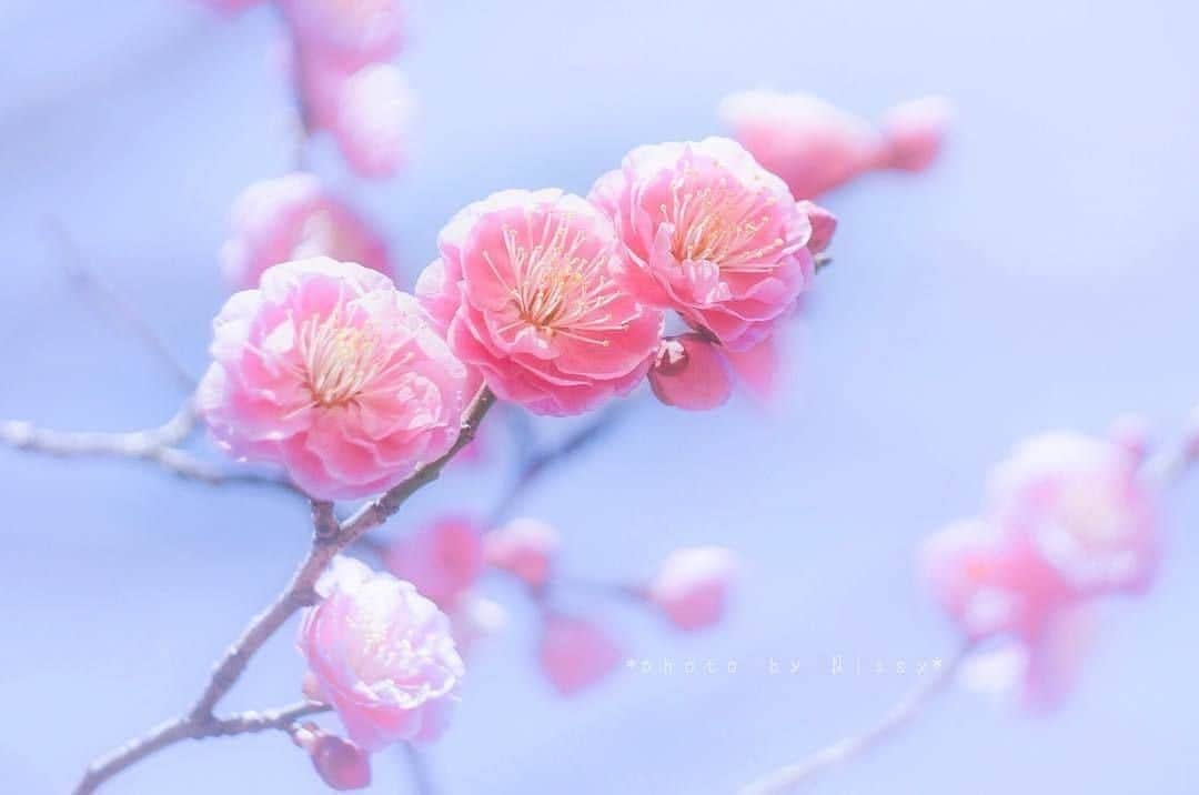 花の写真館のインスタグラム：「Photo by @nissy24_ig.⠀ https://instagram.com/nissy24_ig/⠀ .⠀ Original Post[投稿頂いたURL]⠀ https://www.instagram.com/p/BfUS7zEjf4y/⠀ .⠀ 本アカウントは、 #私の花の写真 をつけてInstagramに投稿された皆さまの花の写真や、「花の写真館」Facebookページで投稿された花の写真を紹介します。⠀ 「花の写真館」Facebookページは、「 @floral.photograph 」のプロフィールにあるURLからご覧ください。⠀ .⠀ #花の写真館 #floralphotograph #floralphoto #flower #flowers⠀ Follow: @floral.photograph」