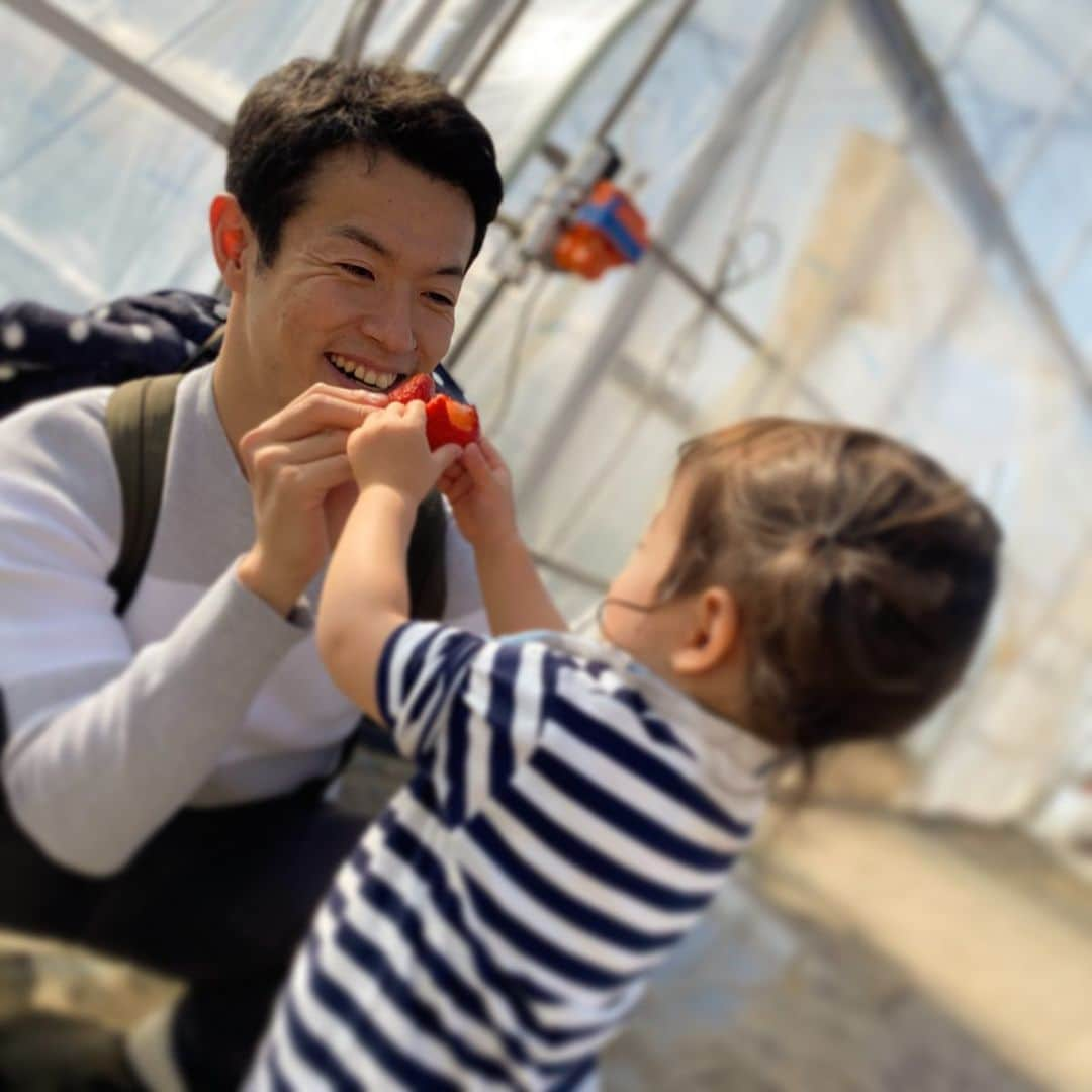 山本尚貴さんのインスタグラム写真 - (山本尚貴Instagram)「栃木といえば苺。 苺といえばfarm大越。 おちびーずも大好きな苺を目の前に大興奮💨 たくさん経験をして大きくなってくれー⤴️ . . . #栃木県 #いちご #farm大越 #無農薬栽培 #宇南ストロベリー #とちおとめ #ハウスの中は意外と暑い #今日は特別に狩らせてもらいました #普段は販売のみ #めっっちゃ甘かった #おちびーずさん #いったい何個食べたんだ？🤣 #最高の贅沢 #ごちそうさまでした🙏」2月1日 20時08分 - naokiyamamoto70