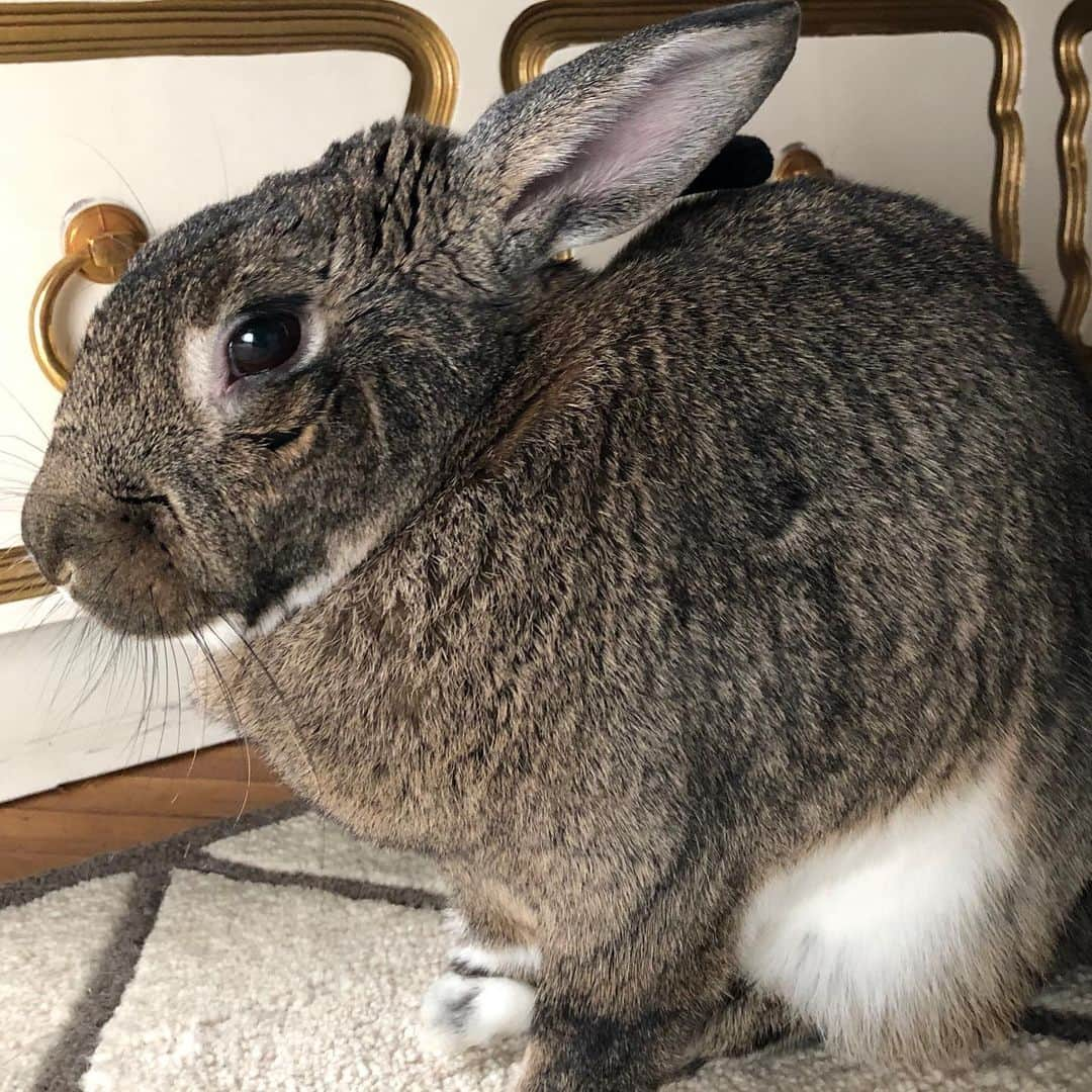 エイミー・セダリスさんのインスタグラム写真 - (エイミー・セダリスInstagram)「Rabbit rabbit #rabbitrabbit Tina Bunny」2月1日 20時20分 - amysedaris