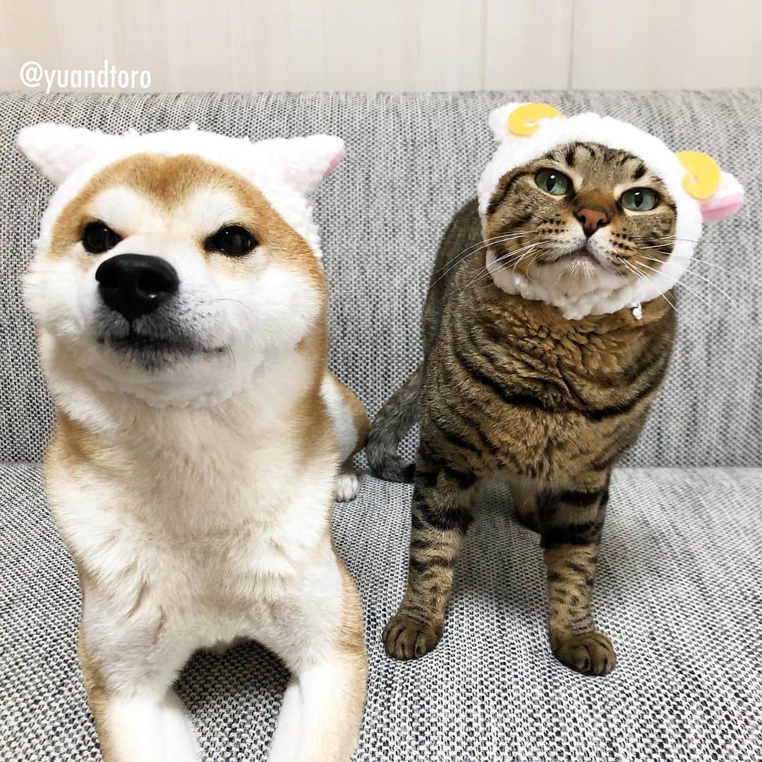 ゆうとろ（柴犬ゆうと猫のとろ）のインスタグラム