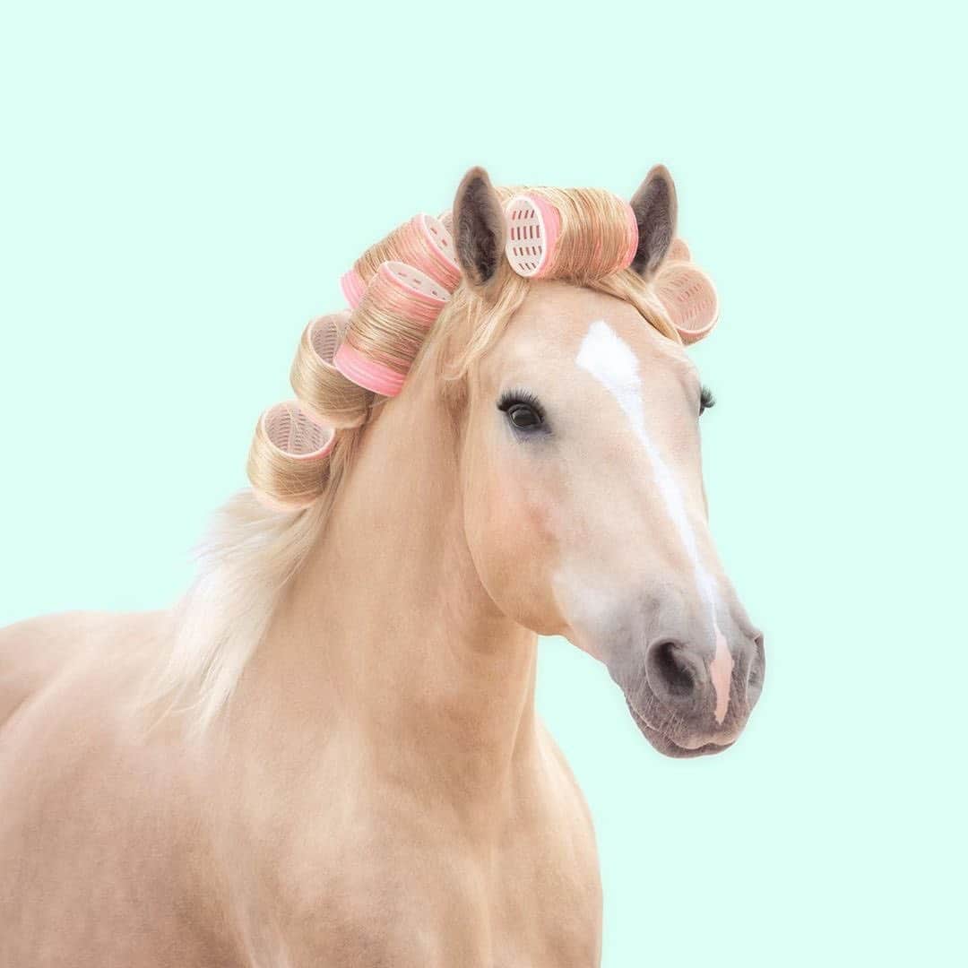 SHEINさんのインスタグラム写真 - (SHEINInstagram)「Ain't no horsing around. 🐴@paulfuentes_design #SHEIN #SHEINinspo  #horse」2月1日 22時27分 - sheinofficial