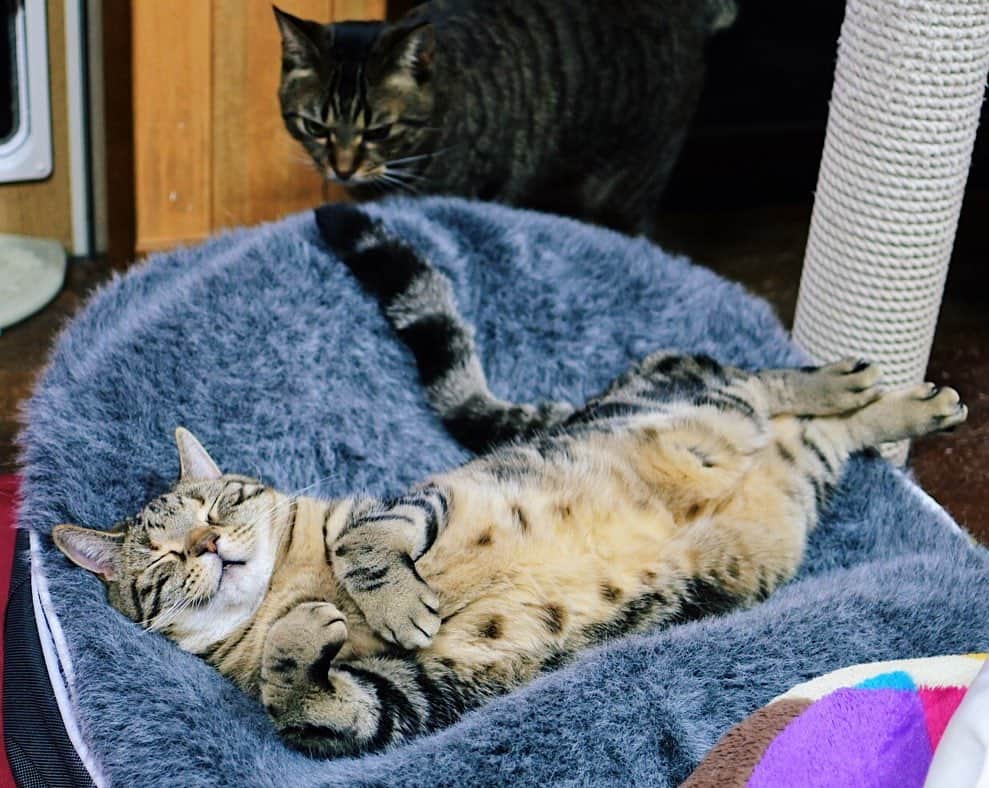sancheloveさんのインスタグラム写真 - (sancheloveInstagram)「つくねとツカちゃんがお気に入りのベッド。今日はつくねに取られちゃってツカちゃん悔しそう..😅 それにしても爆睡、つくねさん。  #ambientloungejp #kitty#catstagram#catstagram_japan#petstagram#picneko#instacat#meow#catoftheday#catofworld#ilovemycat#funnycat#猫#ねこ#にゃんこ#みんねこ#にゃんだふるらいふ#ふわもこ部#にゃんこ#PECOねこ部#ねこまみれ#ねこ休み展#americanshorthair#アメショ#アメリカンショートヘア#ねこのいる暮らし Tsukune」2月1日 22時36分 - sanchelove