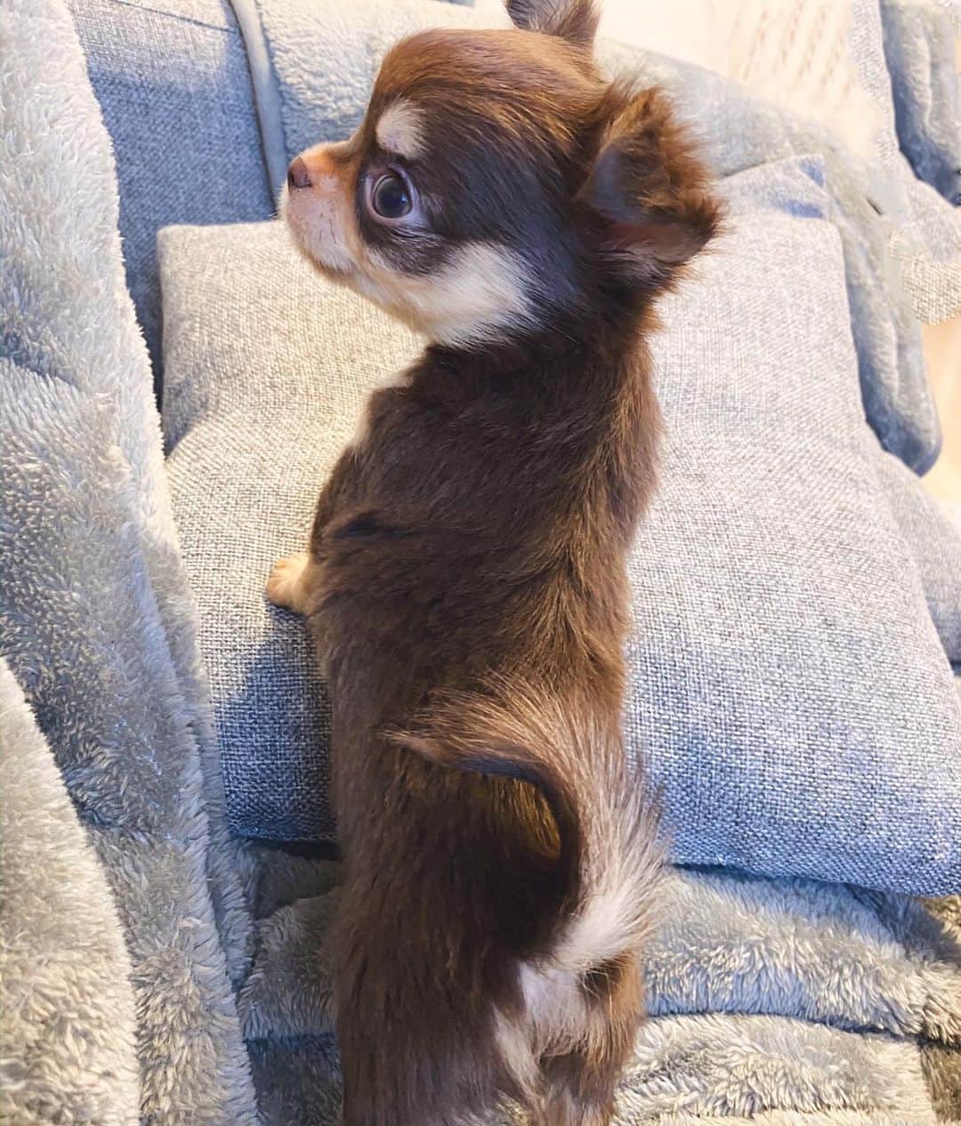 のインスタグラム：「Hi, my name is Niko🐶 チョコレートタンのニコ君が家族になりました🐾🍼❤️ #baby #puppy #チワワ #子犬 #2ヶ月」