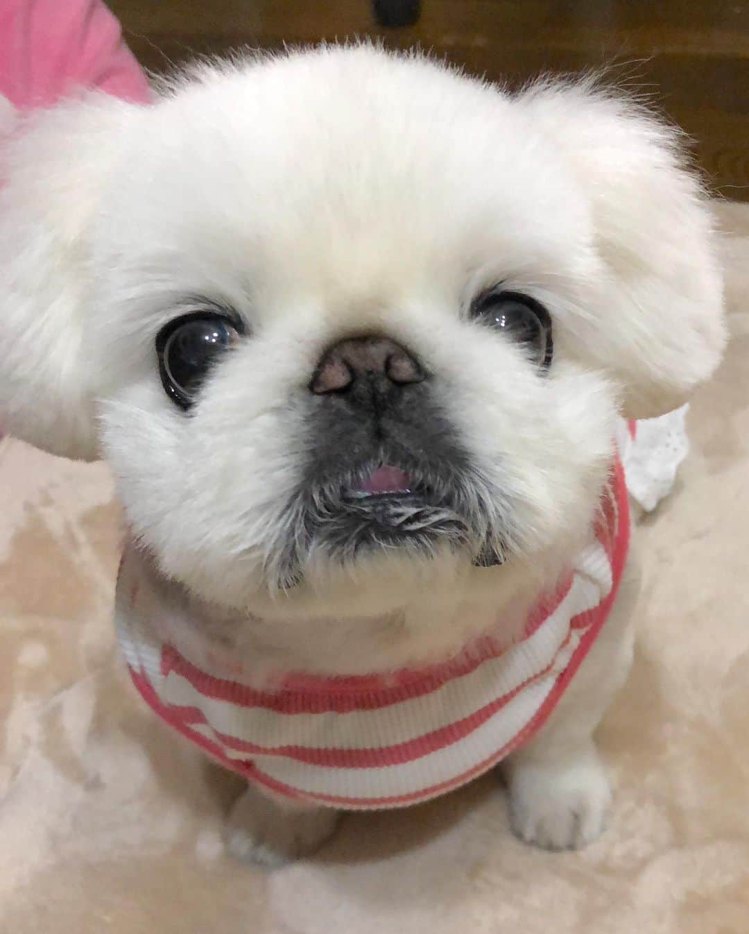 こなつのインスタグラム：「🥺🥺🥺🥺🍑💓」