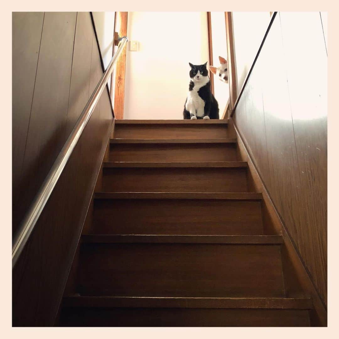パンといっぴきさんのインスタグラム写真 - (パンといっぴきInstagram)「#stairsgram #catanddog #blackandwhitecat #tuxedocat #crossbreed #mixdog #犬と猫 #雑種犬 #元保護犬 #白黒猫 #ハチワレ #元保護猫」2月1日 23時38分 - kwhr725