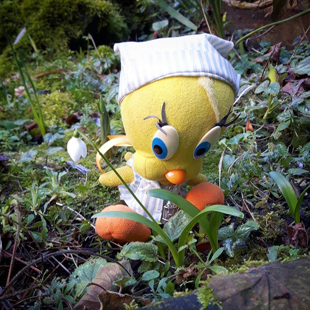 Little Yellow Birdさんのインスタグラム写真 - (Little Yellow BirdInstagram)「Yay!! The first snowdrop!! Spring!? #littleyellowbird #tweety #tweetykweelapis #adventures #yellow #bird #weekend #saturday #garden #flowers #gardenflowers #snowdrops #sneeuwklokjes #spring #lente #february #februari #imready #imreadyforspring #stuffedanimalsofinstagram #plushiesofinstagram」2月1日 23時52分 - tweetykweelapis