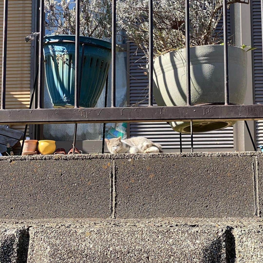 沙田瑞紀さんのインスタグラム写真 - (沙田瑞紀Instagram)「近所のねこんぼう♨️ ひなたぼっこきもちよいね」2月2日 9時37分 - mizuki_masuda