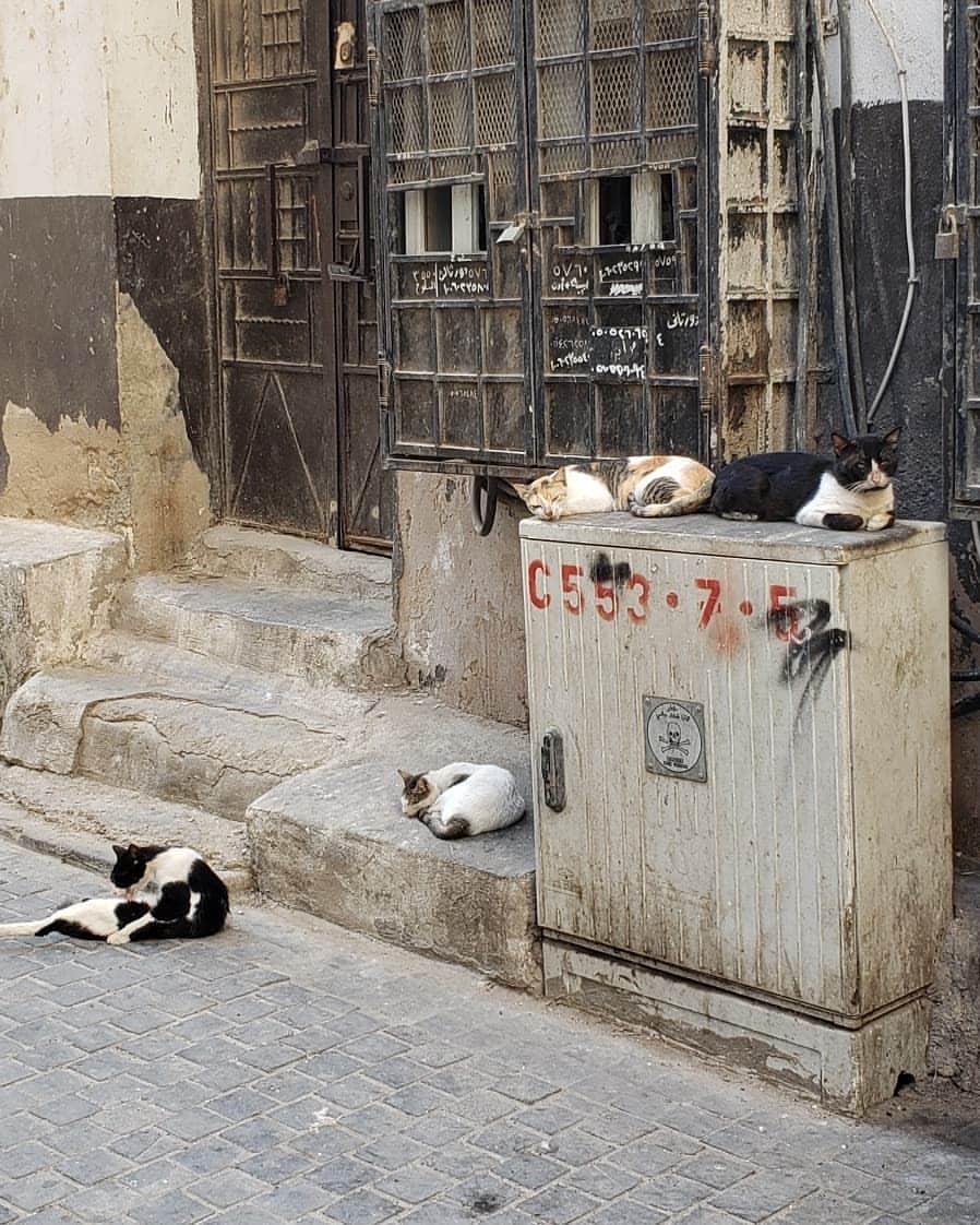 梅田陽子さんのインスタグラム写真 - (梅田陽子Instagram)「中東の猫は尻尾が長めな気がする。 みんなたくましい。 ムハンマドさん(イスラムの開祖ね)は猫好きだったそうだから、中東では邪悪にされることも少なく、猫さんはおおらかに生きられそう。 モスクにも猫さんちらほら。 生きとし生けるものみな大事大切。 今の季節は過ごしやすいけれど、 夏大丈夫なのか心配。  #猫#ねこ#cat#サウジ猫#🇸🇦#猫まみれ#元気でね #saudiarabia#サウジアラビア#猫好き #猫おばさん#lovecat#jeddah#albalad#アルバラッド#ジェッダ#ジッダ#historicalplace  #一枚目の子は「おめぇさん見たことないけどどちらから？」的な」2月2日 9時36分 - yokoumeda
