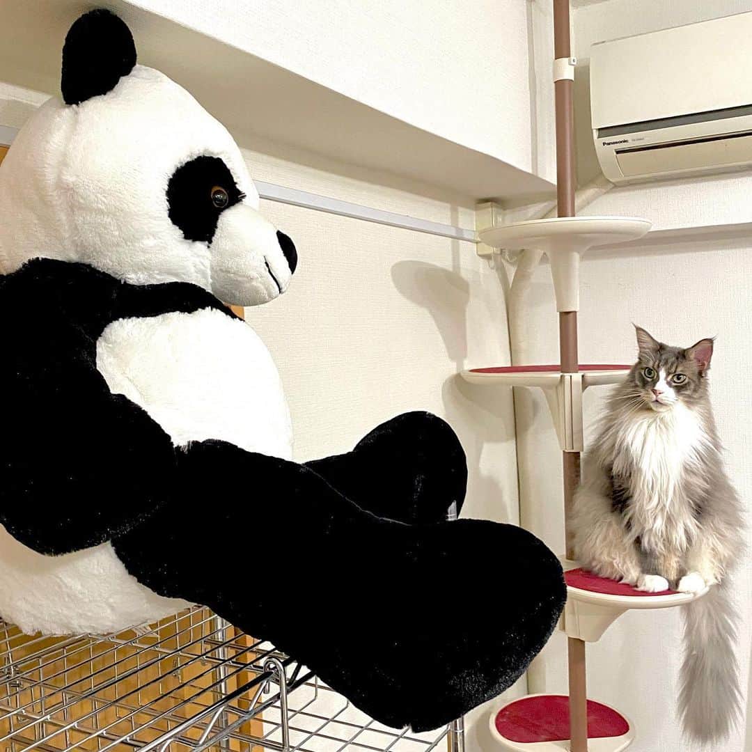 のインスタグラム：「#模様替え 中。ねこが「上野大熊猫」のMVで使った巨大な #パンダ の #ぬいぐるみ を鑑賞していた。 _ _  #ぷーぷー #ねこ #猫 #メインクーン #cat #catstagram #catsagram #catsofinstagram #cats_of_world #catlover #catlovers #catholic #cat_of_instagram #catlife #mainecoon #mainecoonlife #mainecoonlover #fluffy #bigcat #ねこ部 #ふわもこ部 #メインクーン部  #にゃんすたぐらむ #ねこすた #ねこすたぐらむ  #ねこと暮らす」