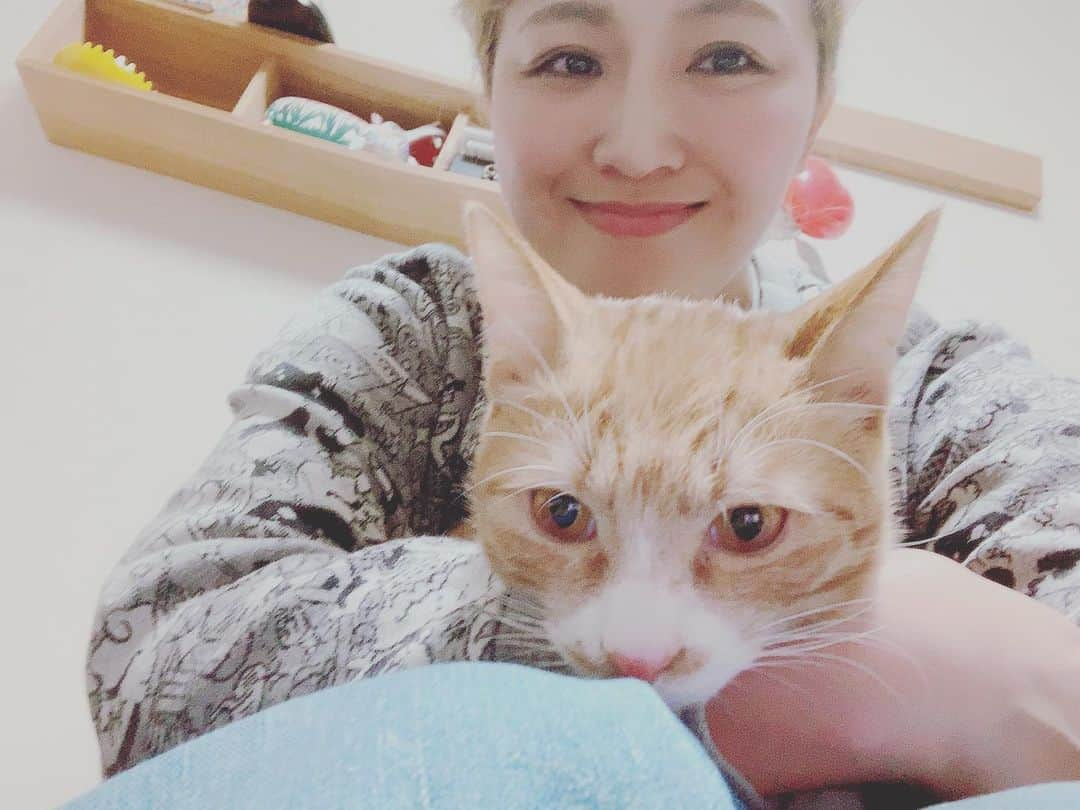 丸山桂里奈さんのインスタグラム写真 - (丸山桂里奈Instagram)「２月１日に我が家に来ました〜 先日、地元で給料使う大作戦〜のときに地元のお店で、わんちゃんねこちゃんを譲渡・保護のプラットホームのSPAでひとり家族に迎えさせていただき、そしてもうひとり家族に迎えさせていただきました😺 写真のにゃんこは、チャロです。そして部屋の中で隠れてしまったのは、ふくろうさんです🦉ふたりとも大田区で保護されたにゃんこです🐱SPAでは、お店のペットフードやグッズなどを買ったお金が、寄付になり、わんちゃんねこちゃんのために全て使われます。私も、昨年保護犬大使に任命していただき、こうして、わんこではありませんが、にゃんこを引き取ることができたこと幸せに思います。まだなかなか慣れない環境ではあると思いますが、我が家に来てよかったと思ってもらえるように大切に大切に育てたいと思います🙌🏼 我が家が賑やかになりましたー全員で5にんです🐕🐩🐶🐈🐈❤️ みんな実家にいるので、私も毎日のように実家に帰宅してます。ちびちゃんたちに会えるのが私の活力です。 結婚するとしたら、動物好きな人がいいですね🤭🤭🤭 #SPA #譲渡・保護 #プラットホーム #素晴らしい取り組み #社長が日体大 #私も何かお手伝いできることがあればしたい #殺処分がない世界へ #責任感 #可愛いだけじゃない #命があるということ #大切に育てます #２月１日 #にゃんこを引き取りました #ふくろうさん #キジトラ #おんなのこ #チャロ #茶トラ #おとこのこ #これから慣れていこうね #とても可愛い顔をしています #これからが楽しみ #マロがかなり興奮状態 #あんすもはスンとしてた #いい意味で #インスタバエ」2月2日 2時56分 - karinamaruyama