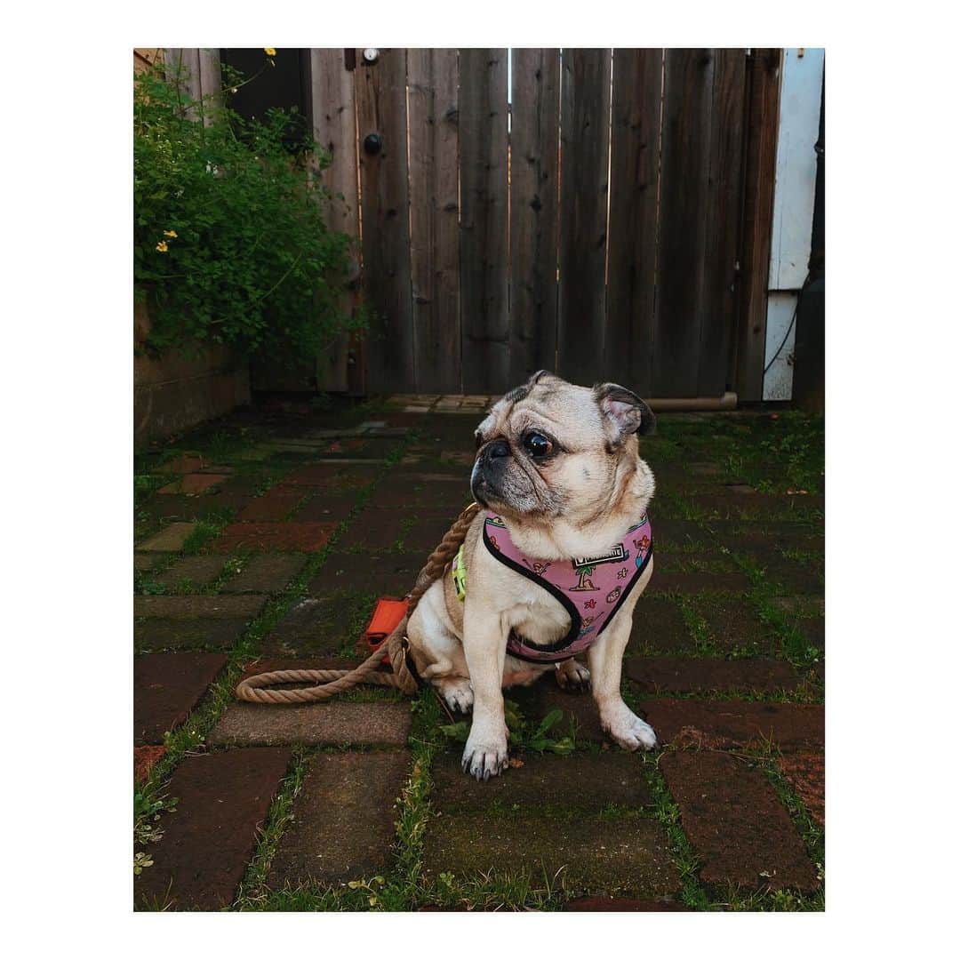 Melissa Santiagoのインスタグラム：「She was very concerned about another barking dog. Or judging it. #DailyPug #LeicaHarrietPancakes #Pug #pugsofinstagram」