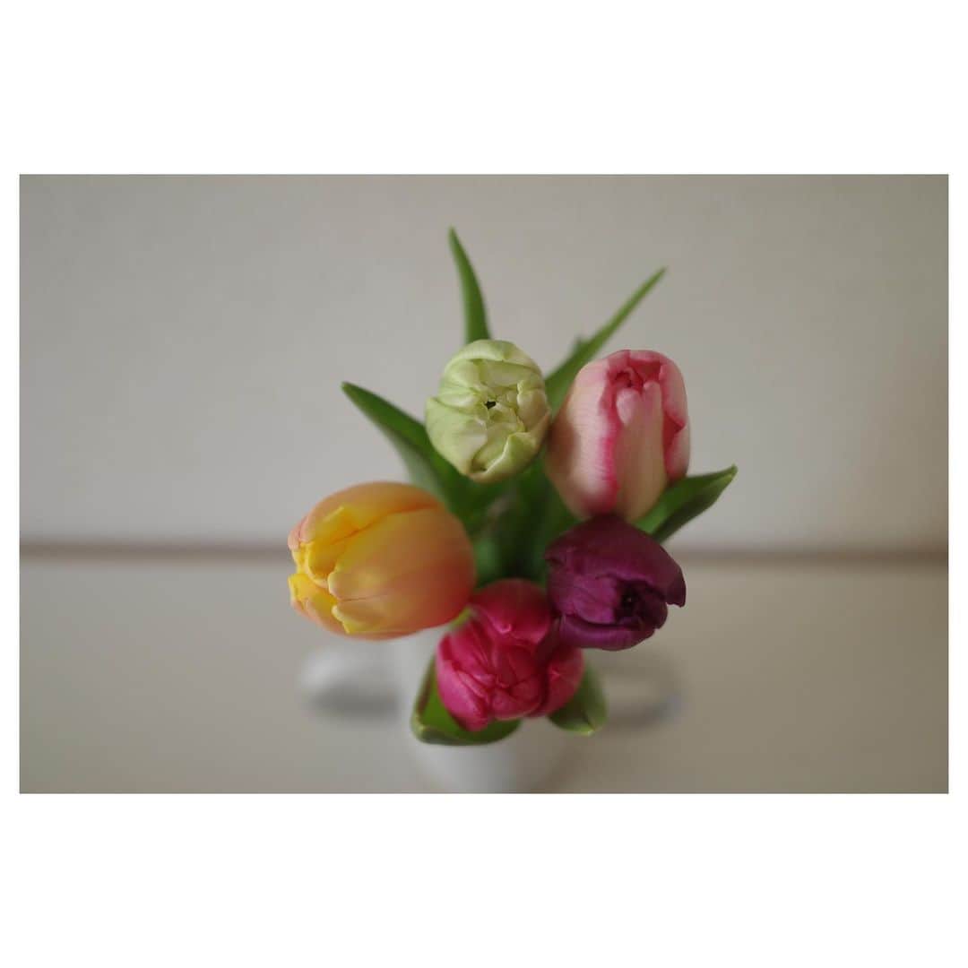 高垣麗子さんのインスタグラム写真 - (高垣麗子Instagram)「・ ・ ・ どの花見ても きれいだな𓂃𓂃𓆸 ・ ・ #flower  #tulips  #🌷」2月2日 7時53分 - reikotakagaki