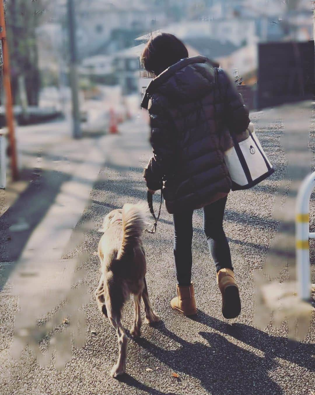 宮前真樹さんのインスタグラム写真 - (宮前真樹Instagram)「#朝さんぽ #weimaranerlonghaired  #weimaranerlove  #お散歩大好き犬 #冬はつらいなー #寒いなー #と思いながら #飼主は頑張るのね #主に犬おじさんが #エルマーの記録 インスタの中のワイマさん達が リード無しで走り回っている様子を見ると とってもとっても羨ましいです！！ いっぱい走れて幸せそうだなーーって♡ 山や海は遠いのでお散歩がんばろう。」2月2日 8時28分 - miyamaemaki0116