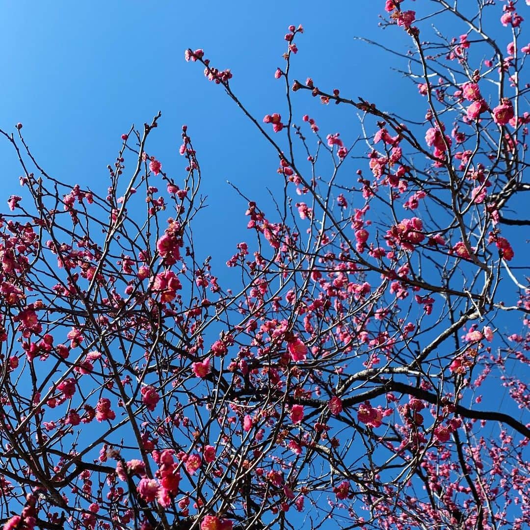 早坂香須子さんのインスタグラム写真 - (早坂香須子Instagram)「梅が可愛くて 眩しい中写真撮ったら ほとんどピンボケ」2月2日 18時43分 - kazukovalentine