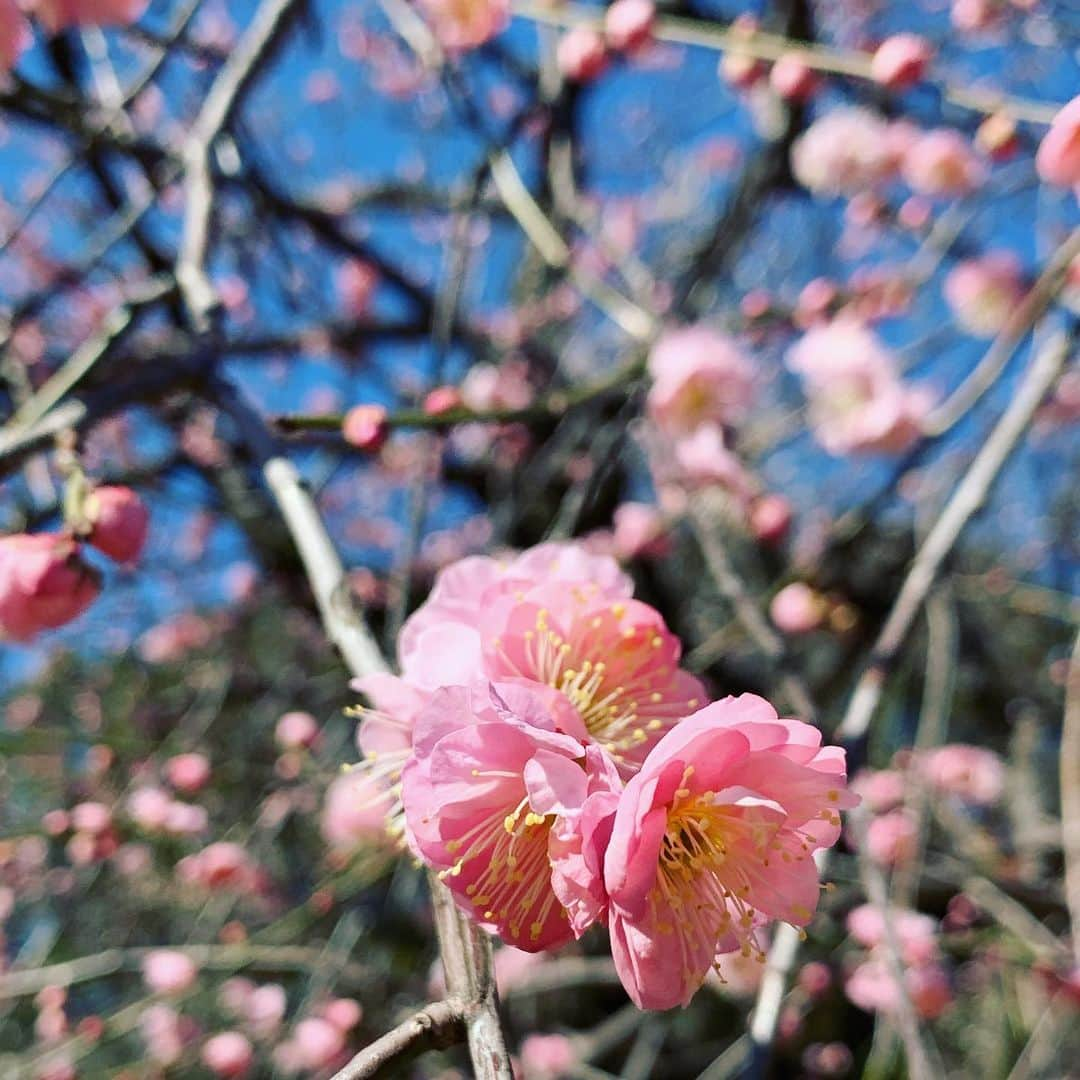 早坂香須子さんのインスタグラム写真 - (早坂香須子Instagram)「梅が可愛くて 眩しい中写真撮ったら ほとんどピンボケ」2月2日 18時43分 - kazukovalentine