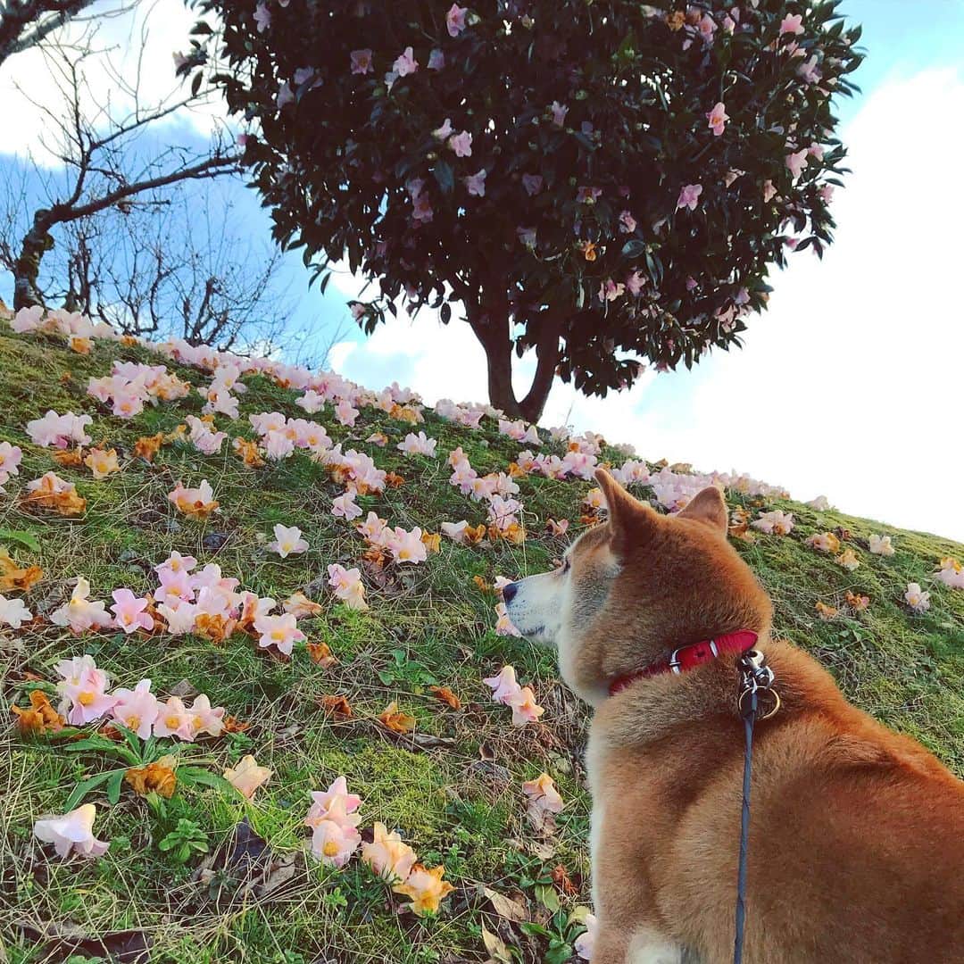 Hanamichi ＆ ℕㆁℜ〡ｋㆁ♡のインスタグラム：「冬なのにお花🌸たくさんあったよ〜　 まだ雪は降りません…  #椿　#柴犬 #しばいぬ #子犬 #わんこ #dog #shiba #puppy #冬」