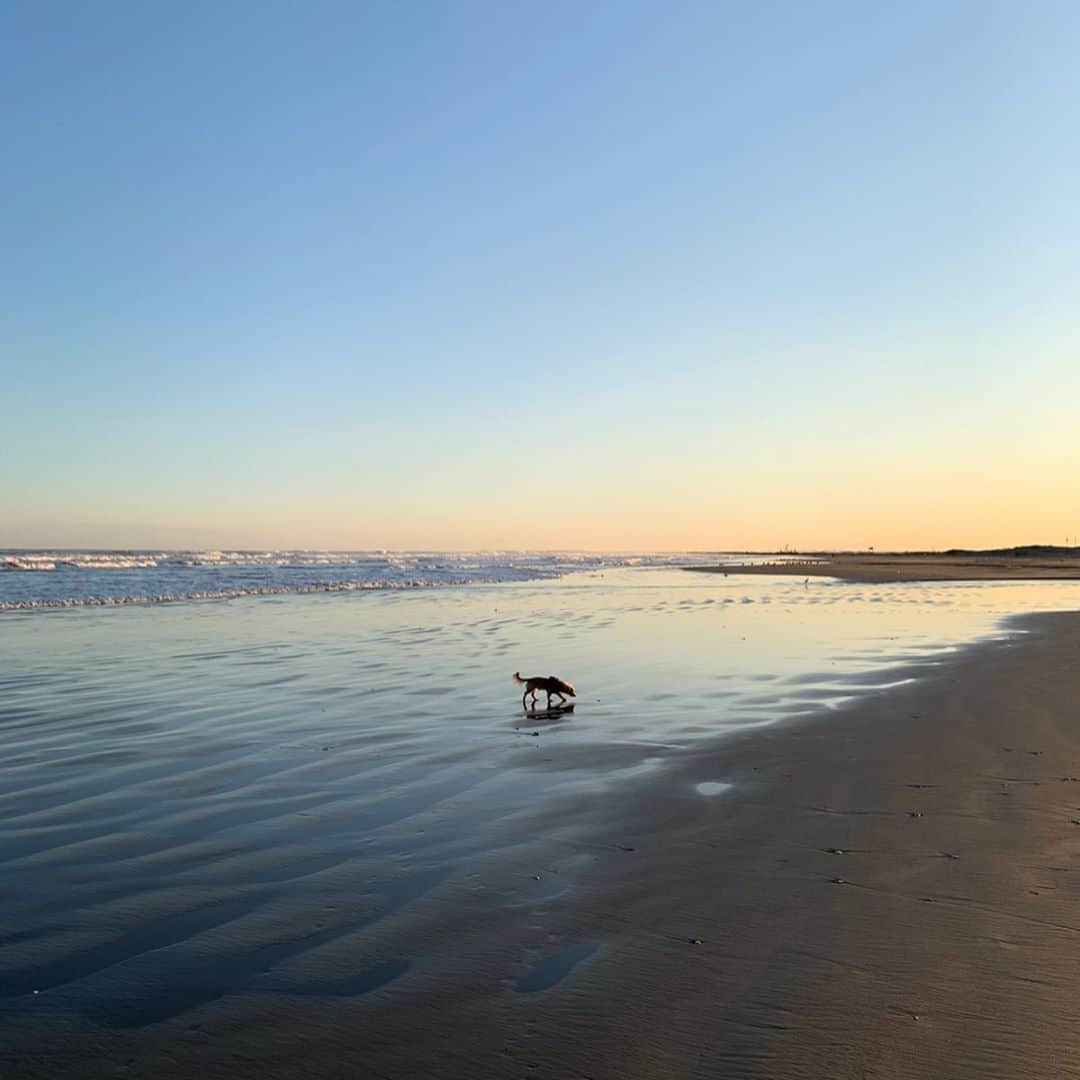 村上奈菜さんのインスタグラム写真 - (村上奈菜Instagram)「少しだけ自由にルゥを浜辺で走らせました☺️すっごく嬉しそうな姿が見れたから夏になったらまた海に連れてきたい🐶☀️ #チワックス #犬好き #いぬのいる暮らし」2月2日 19時00分 - murakami__nana
