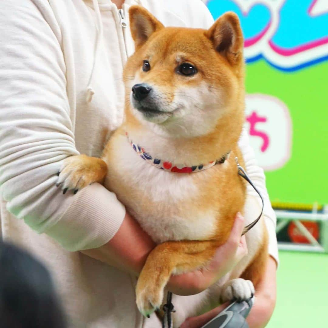 柴犬コマリのインスタグラム：「Komari's talk show🎤 先週の『わんにゃんドーム2020』トークショーに来てくださった皆様、ありがとうございました🐶♥️ ①皆さんの近くに行ってご挨拶✨ ②③客席の旦那に助けを求めるコマリ😂 ④⑤応援に駆けつけてくれたお友達🐶ありがとう💕 秋くん @mameshiba.shu.mkyoshi 紅ちゃん @shiba_beni マロンちゃん @shimakazuyo 小豆ちゃん @azuki_0314_shiba . 写真集はようやく最終チェックが終わりました🙌2ヶ月めっちゃ大変だったけど、大満足の仕上がりになったので、早く皆さんにも見ていただきたいですー！😍ちなみに発売日は2月14日のバレンタインデーです🎁💕 . #わんにゃんドーム #わんにゃんドーム2020 #柴犬コマリ #柴犬 #赤柴 #日本犬 #いぬのきもち #pecoいぬ部 #shiba #shibainu #shibadog #shibastagram」