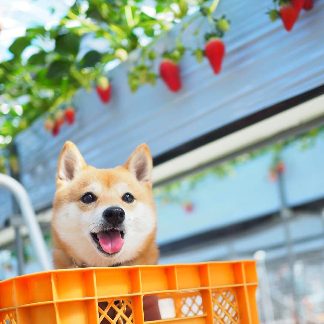 豆柴にこちゃんのインスタグラム