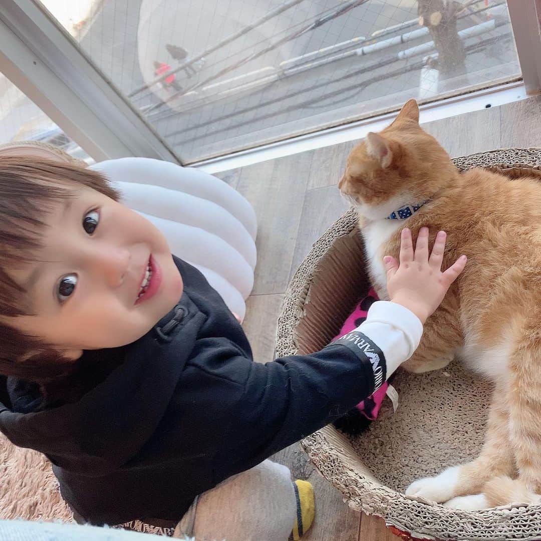 川崎希さんのインスタグラム写真 - (川崎希Instagram)「保護ネコカフェに行ってきたよ💓💓💓 #ネコカフェ #保護ネコ」2月2日 19時50分 - kawasakinozomi
