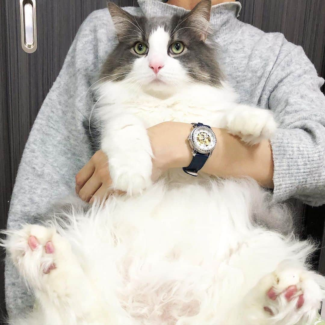 Sagiri Kitayamaさんのインスタグラム写真 - (Sagiri KitayamaInstagram)「大好きな @loborjapan の腕時計⌚✨(実は好きすぎて5本目になります😆💕)スケルトンな文字盤の中がカチカチ動いているのが見えて、凄くオシャレで可愛いんです😌💕 他にも個性的で素敵なデザインの腕時計が沢山あるのでチェックして下さいね🌟 @loborjapan  クーポンご使用で 10%OFFになります。 クーポンコード➡【 rerer122 】(使用期限は2020年1月23日より1年間)  #lobor #ロバー #時計 #腕時計 #手元倶楽部 #むにゃ毛祭 #キャスバル #ノルウェージャンフォレストキャット #ノルウェージャン #norwegianforestcat #norwegian #neko #ラグドール #ragdoll #ねこ #ねこ部 #ネコ #猫 #cat #cats #catlover #catstagram #catsofinstagram #instacat」2月2日 19時47分 - rererurerurela