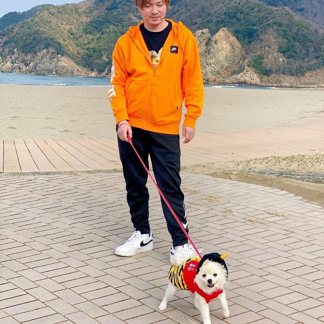 太陽チャンネルのインスタグラム：「気づいたら明日節分だったって言う話🐶💕 なのにらんらんみてください。 半袖です。裸足です笑 ぽこマジで巨大化しそう🤣 #太陽チャンネル #ポメラニアン #pomeranian #お散歩」