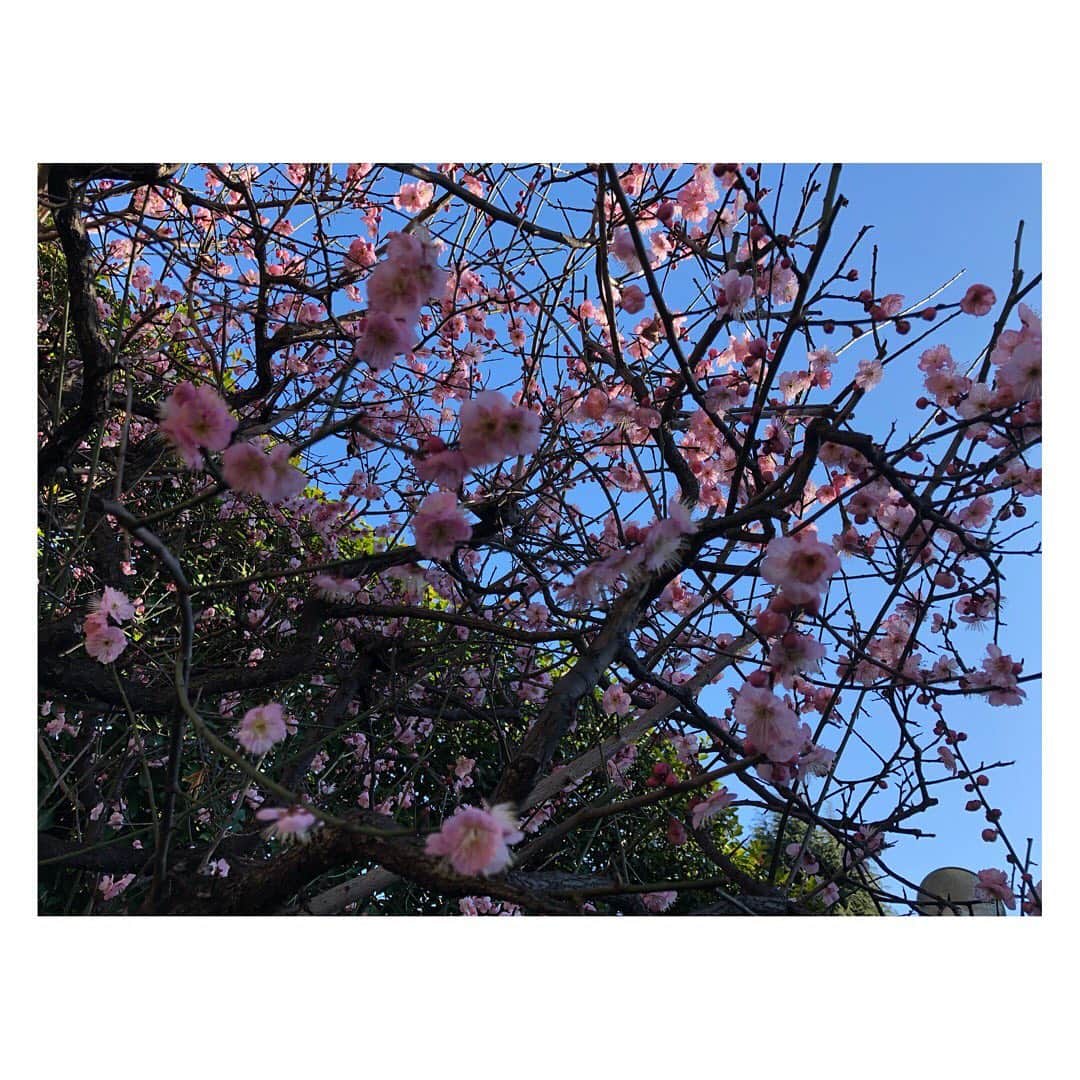 柳野玲子のインスタグラム：「梅が咲いてました🤗💞 可愛い(*´꒳`*) #梅 #青空 #快晴 #お散歩日和」