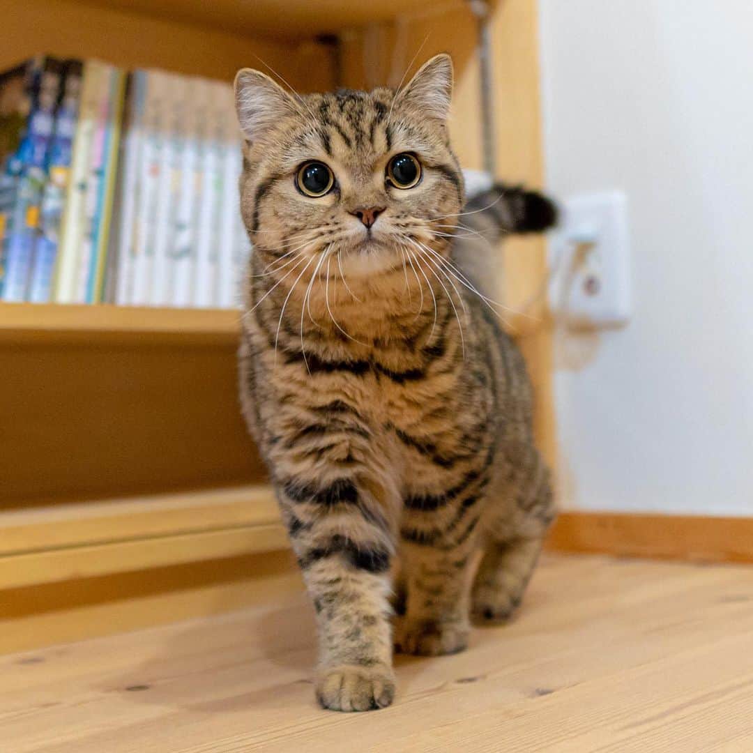 マアルのインスタグラム：「ルナさん #🐈 #北海道 #旭川 #ペットホテル」