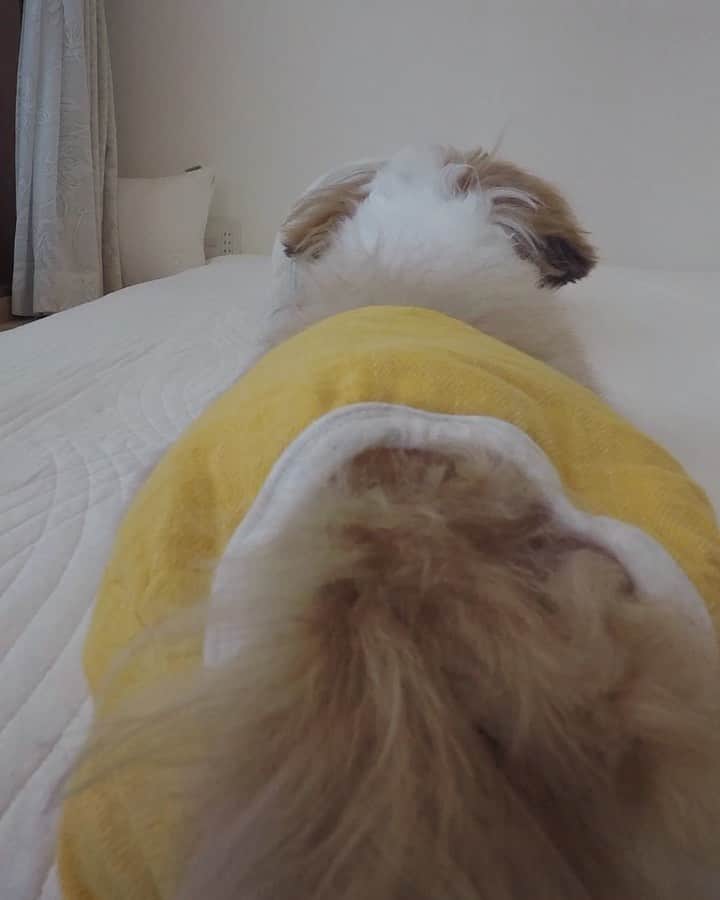 水嶋はちのインスタグラム：「If you get lost the only thing you can do is move forward!!🐶 * * みなさんは迷ったとき、どうしますか。ボクは迷ったときは前進します! * * #はち #HACHI #シーズー大好き部 hi」