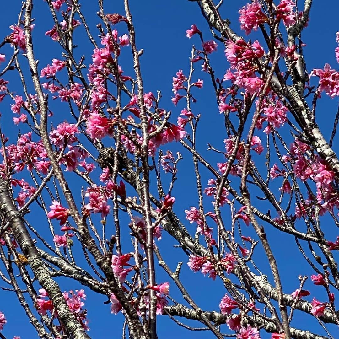 高橋歩のインスタグラム：「. . 桜祭があるらしいよ！ ってことで。 . ハワイ島北部の町、ワイメアへ。 . 今日は、ちょうど、土曜日なので。 . さやかのお気に入りの ファーマーズマーケットを、 いくつかハシゴしたり。 . パン工場に行って、 出来たてのパンを買ったりしつつ。 . いざ、桜祭の会場に行ったら。。。 . 沖縄の民謡が流れていて、 ハワイアンの若者たちが、 元気にエイサーを踊っていてさ。 . すごく一生懸命に、 そして、すごく楽しそうに。 . なんか、彼らが踊っている姿を見てたら、 感動して、うるっと来ちゃったよ。 . 前に、暮らしていた、沖縄も。 今、暮らしている、ハワイ島も。 . ぜんぜん違うけど、 すっごく似ていて。 . マジで、LOVEが溢れてる。 . この世界に、 優しさが溢れますように。 . 久しぶりに、そんな透明な想いに、 まっすぐ、浸りながら過ごす、 ハワイ島のAlohaな午後です。 . . . #BIGISLAND #WAIMEACHERRYBLOSSOMFESTIVAL #Imagine #Yuimaru #Aloha」