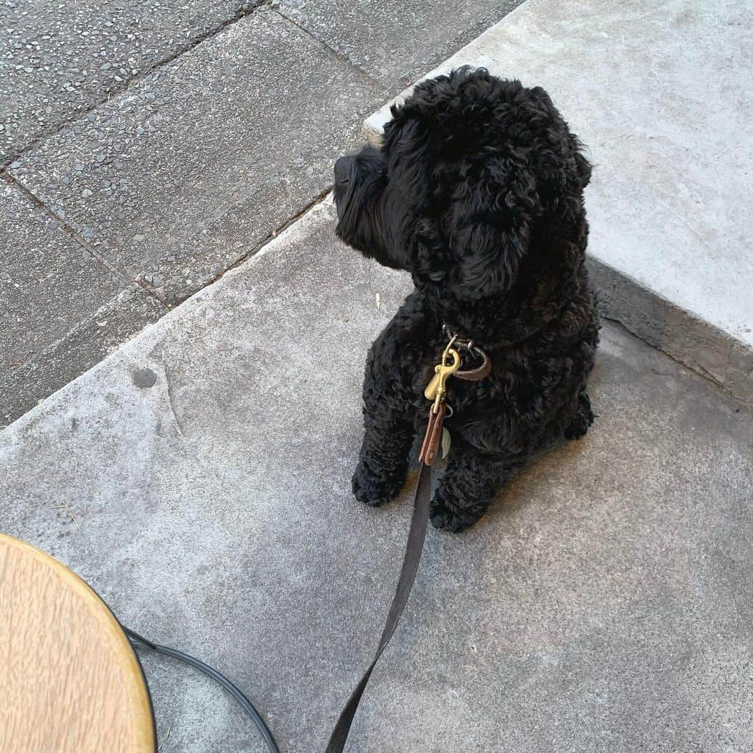 のインスタグラム：「. おこどさんとランチ🐕‍🦺💭 結構重たいのに膝の上のりたがる子。 湯たんぽばりにいつもあたたかいのは すごく助かってるよ♡笑 . #mydog#おこどさん」
