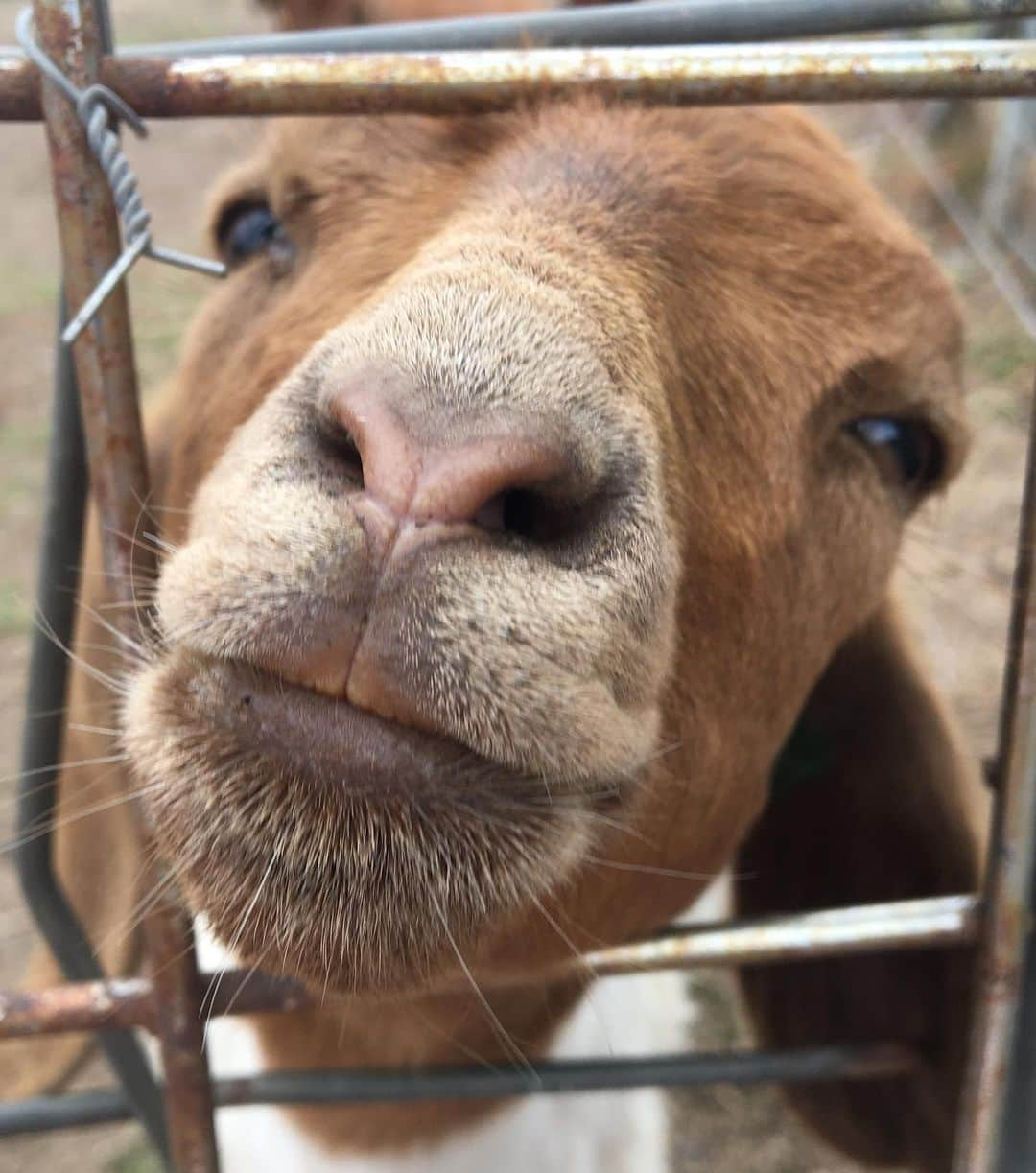 ケイティ・パスフィールドさんのインスタグラム写真 - (ケイティ・パスフィールドInstagram)「It has been a goat cuddling, tractor driving, pumpkin hacking week 🐐」2月2日 15時12分 - katiepasfield