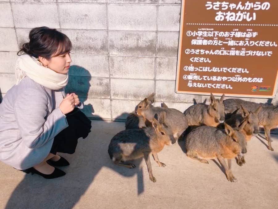 角谷暁子さんのインスタグラム写真 - (角谷暁子Instagram)「ロケ先で出会った #マーラ たち。 バンビのようにもうさぎのようにも見えますが、ネズミの仲間なんだそうです。 みんなで集まって、ひなたぼっこをしていました。  今夜は9時から #カンニング竹山の新しい人生始めます ゲストは #八代亜紀 さん！  明日は #モーサテ ご覧くださいね。」2月2日 15時28分 - kadoya_akiko